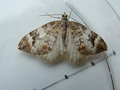 Dark Marbled Carpet